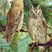 European Scops-Owl